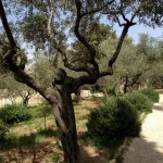 Olive tree