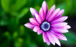 open flower