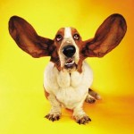 Listening dog