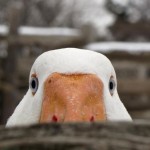 watching you