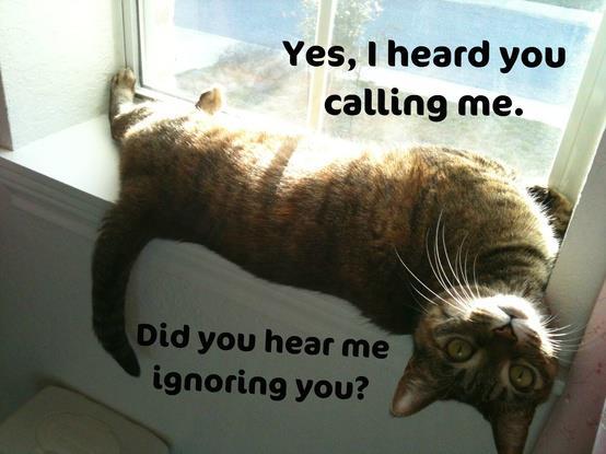 Image result for cat selective hearing