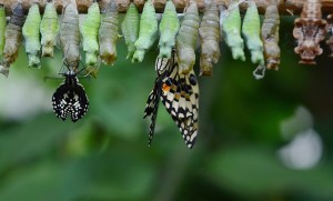 cocoon