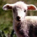 lamb