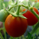 cherry tomatoes