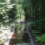 puddles on the path