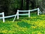 broken fence