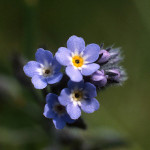 forget me not