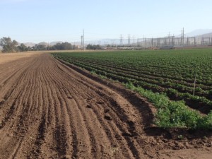 farmland