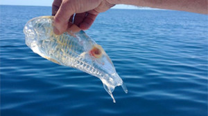 see through fish