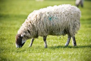 grazing sheep