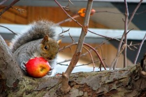 squirrel