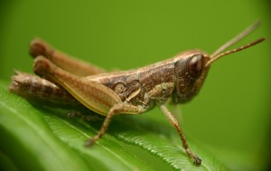 grasshopper