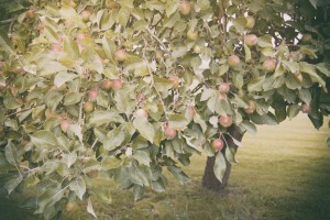 fruit tree