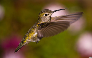 hummingbird