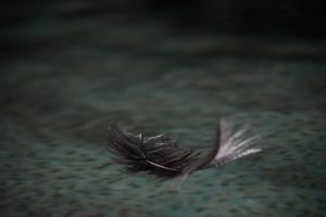 feather