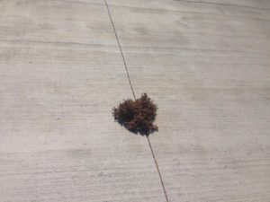 weed-in-concrete